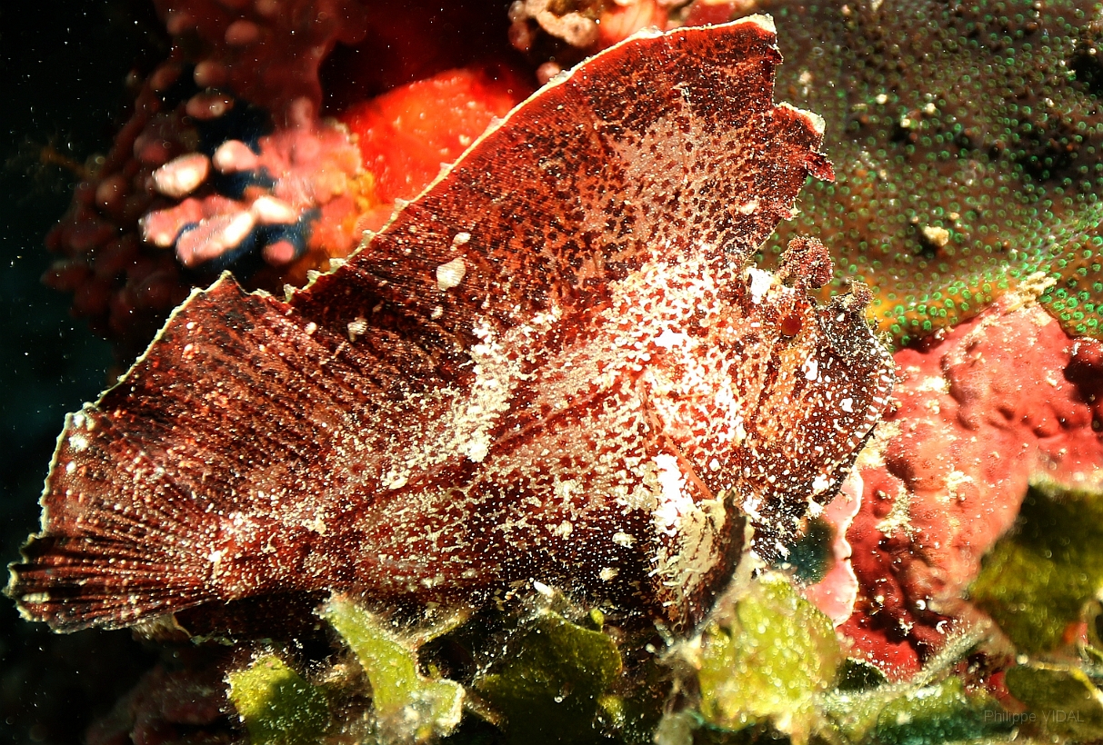 Sipadan_2015_Poisson scorpion feuille_Taenianotus triacanthus_IMG_2694_rc.jpg